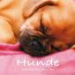 Hunde