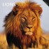 Lions 2012