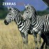 Zebras 2012