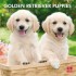 Golden Retriever Puppies 2013