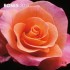 Roses 2013