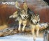 Wolves 2013