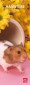 Hamsters 2013 Slimline Calendar