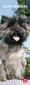 Cairn Terriers 2013 Slimline Calendar