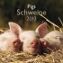 Pigs - Schweine 2013 Broschürenkalender