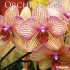 Orchids 2013 Broschürenkalender
