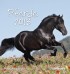 Pferde 2013. Postkartenkalender